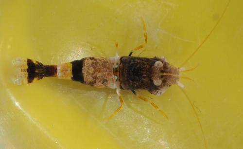 Philocheras fasciatus
